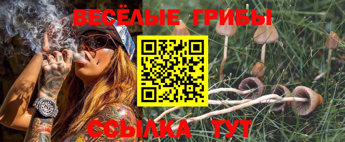 Псилоцибиновые грибы Psilocybe Барабинск